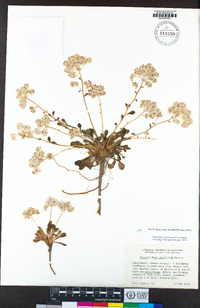 Calyptridium umbellatum image