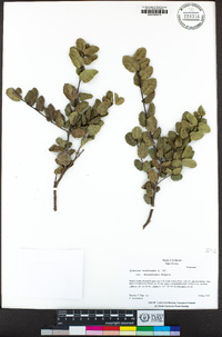 Quercus wislizeni image