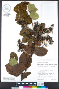 Ceanothus velutinus image