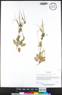 Erodium brachycarpum image