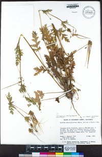 Erodium brachycarpum image