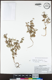 Geranium dissectum image