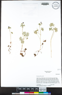 Geranium dissectum image