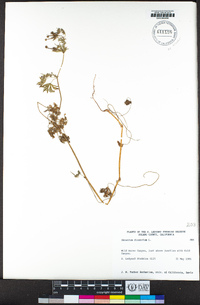 Geranium dissectum image
