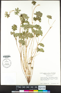 Geranium molle image