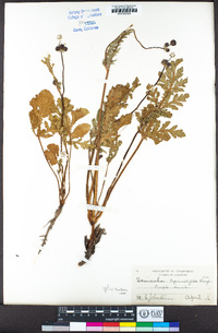 Sanicula bipinnatifida image