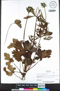 Sanicula crassicaulis image