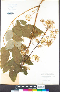 Aralia californica image