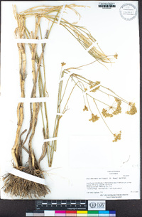 Perideridia kelloggii image