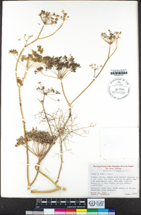 Foeniculum vulgare image