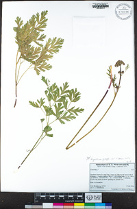 Ligusticum grayi image