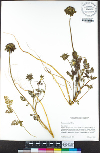 Daucus pusillus image