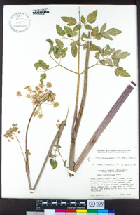 Angelica californica image