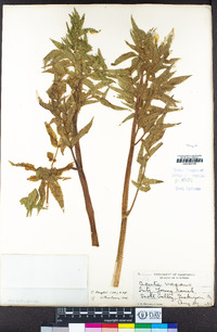 Cicuta douglasii image