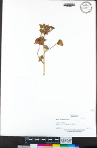 Malva nicaeensis image