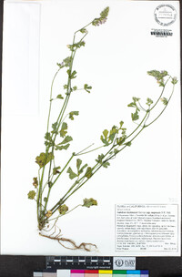 Sidalcea hickmanii subsp. napensis image