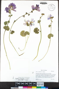 Sidalcea hickmanii image