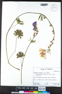 Sidalcea malviflora image