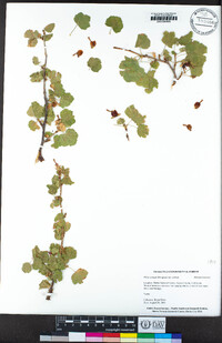 Ribes cereum var. cereum image