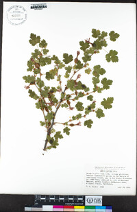 Ribes lobbii image