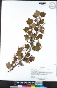 Ribes malvaceum image