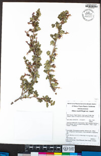 Ribes roezlii var. roezlii image