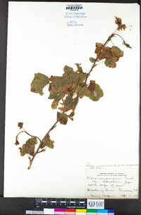 Ribes sanguineum image