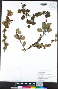 Ribes speciosum image