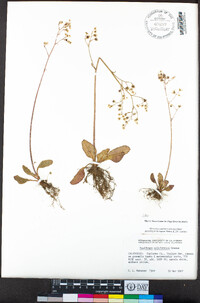 Micranthes californica image