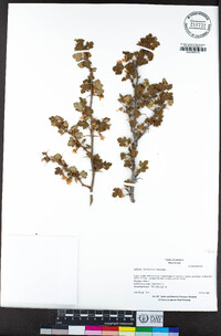 Ribes victoris image