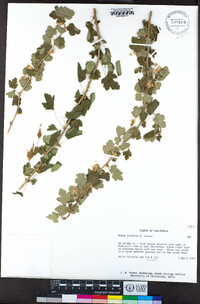 Ribes victoris image