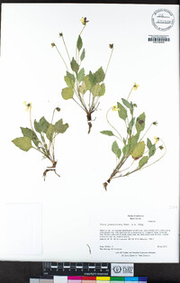 Viola pedunculata image