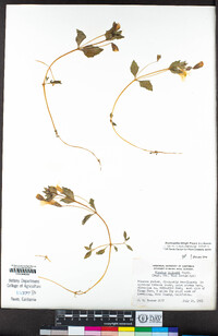 Erythranthe tilingii image