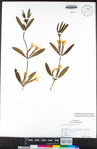 Diplacus aurantiacus image