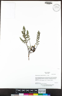 Pedicularis semibarbata image