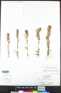 Castilleja brevistyla image