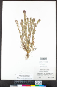 Castilleja brevistyla image