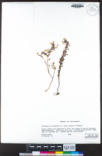 Triphysaria micrantha image