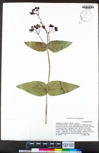 Asclepias cordifolia image