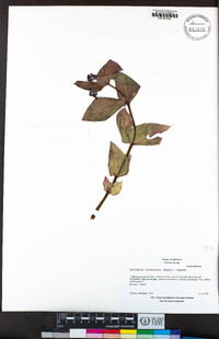 Asclepias cordifolia image