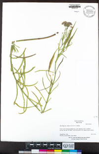 Asclepias fascicularis image