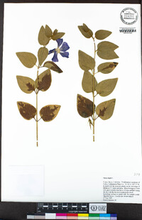 Vinca major image