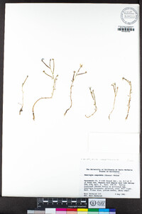 Downingia cuspidata image