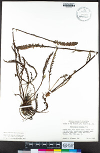 Pedicularis attollens image