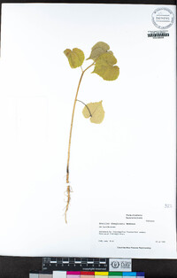 Abutilon theophrasti image