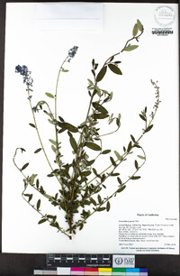 Ceanothus parryi image