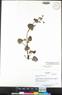 Erythranthe arvensis image