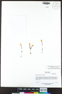 Erythranthe bicolor image