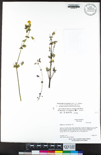 Erythranthe microphylla image