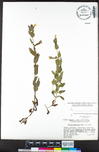 Erythranthe moschata image